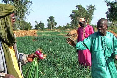 For the Best and For the Onion! captures the rhythms of agricultural life in Niger, where Galmi purple onions, prized throughout West Africa, are grown. Shot over the course of one growing season in director Elhadj Magori Sani’s home community, the film shows how the vagaries of the global market price and harvest can affect [...]